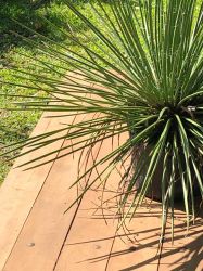  AGAVE PALITO - Gemniflora - Mudas com 80 cm de altura R$ 95,00